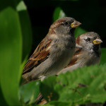 2sparrows-800