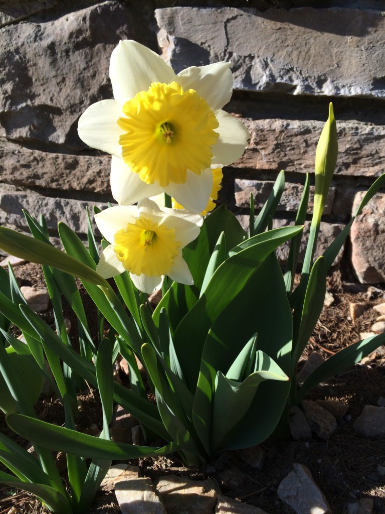daffodiles in bloom 2